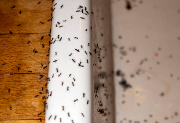 Best Best Pest Control Companies  in Parachute, CO