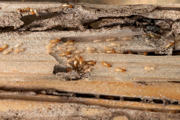 Best Pest Control Near Me  in Parachute, CO