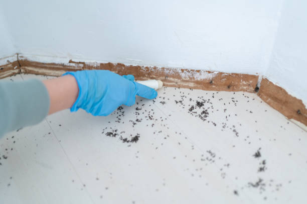 Best Wasp Removal Services  in Parachute, CO